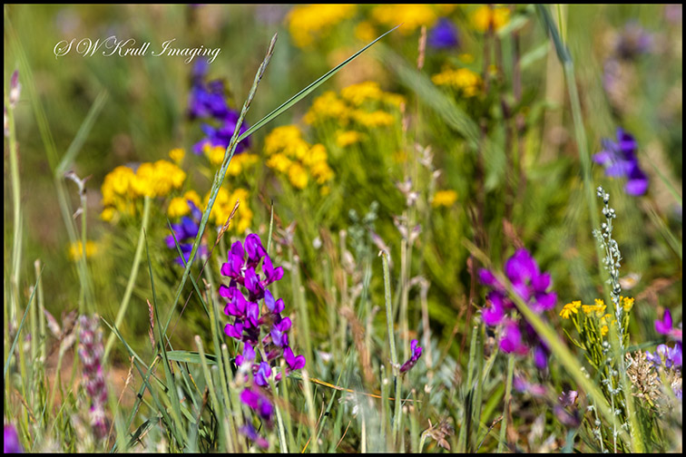 Rocky Mountain Wildflowers