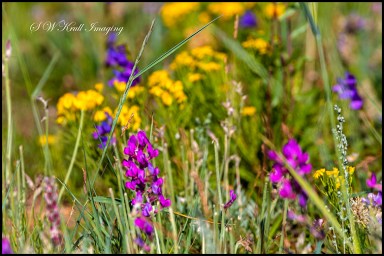 Rocky Mountain Wildflowers