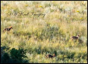 Small Pack of Coyotes