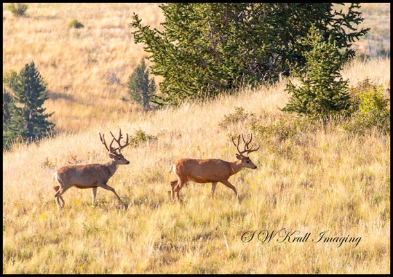 Bucks in Grouse Meadow
