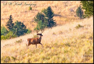 Bucks in Grouse Meadow