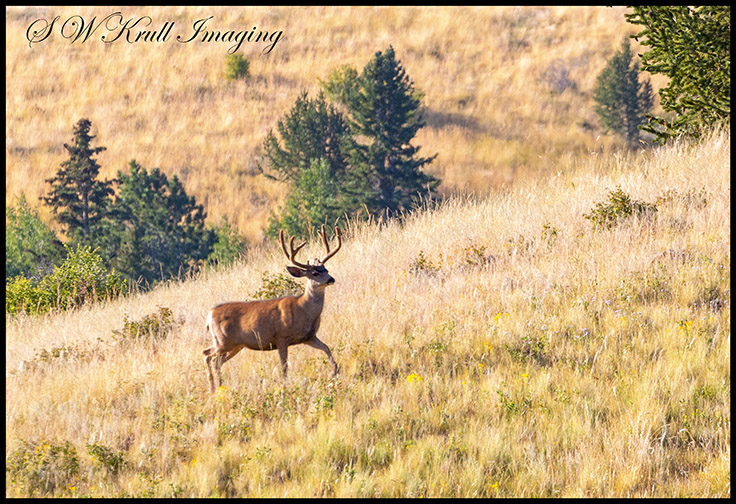 Bucks in Grouse Meadow