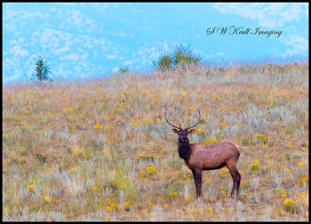 Lone Bull Elk in the Rockies