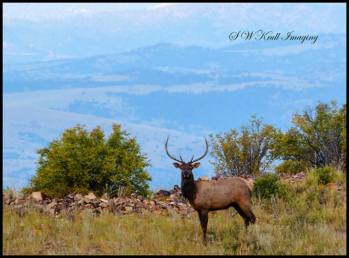 Lone Bull Elk in the Rockies