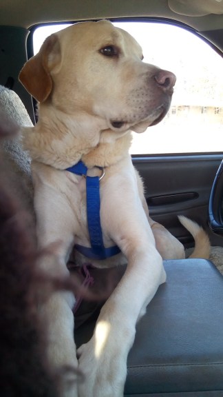 Son Boy waiting in the truck