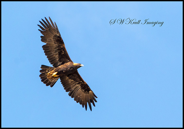 Golden Eagle in Flight
