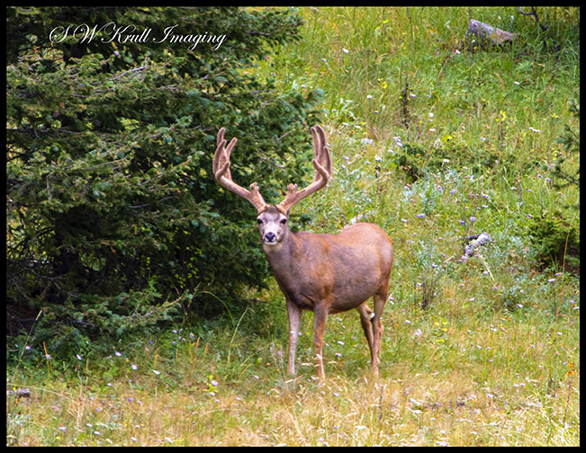 Mule Deer in the Wilderness