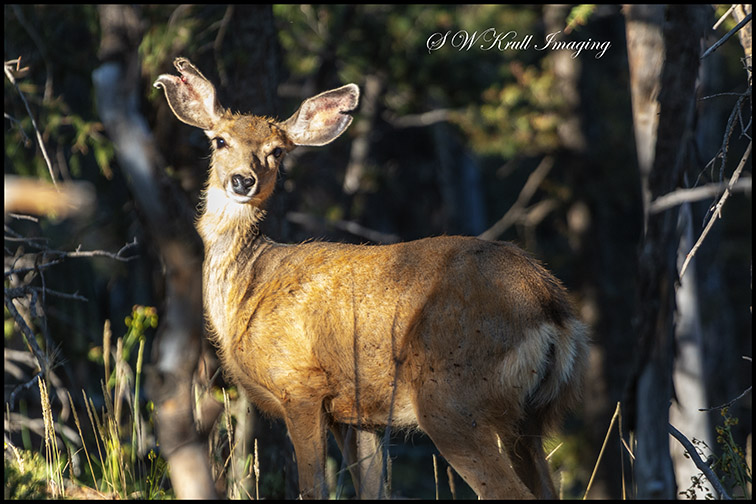 Deer Herd in the Wilderness