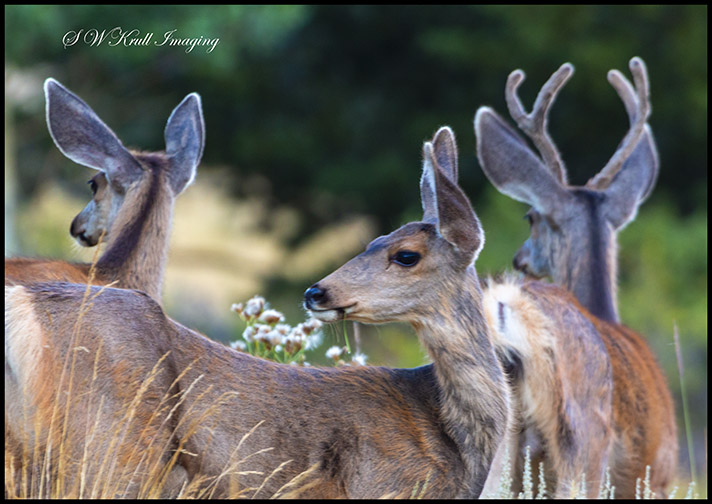 Pair of doe mule deer and a buck