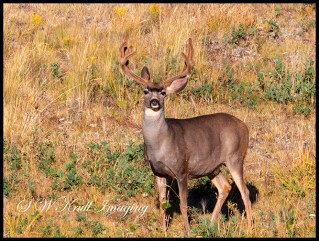 Majestic buck mule deer