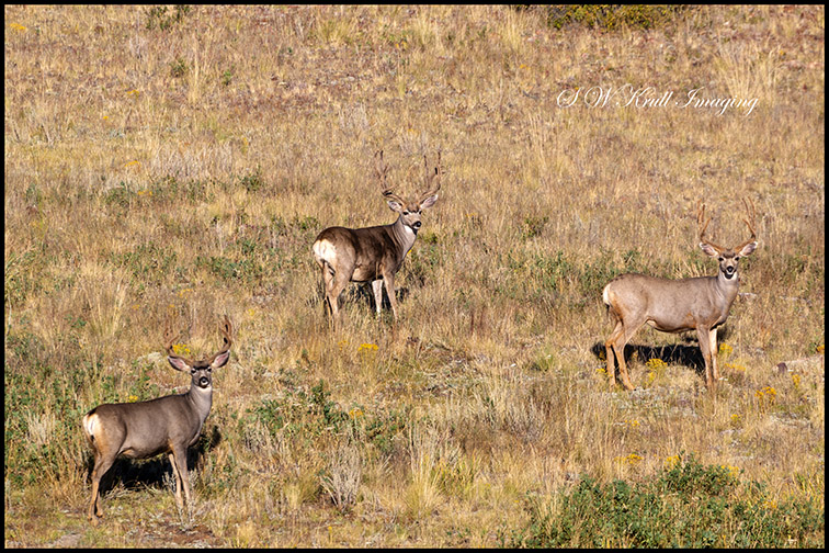 Three Buck mule deer