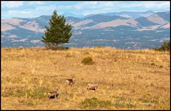 Three Bucks on a Ridge