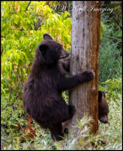 Colorado Black Bear Family