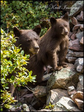 Colorado Black Bear Family