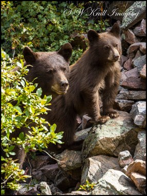 Colorado Black Bear Family
