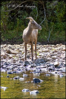 Bighorn Sheep Cooling in the Platte River