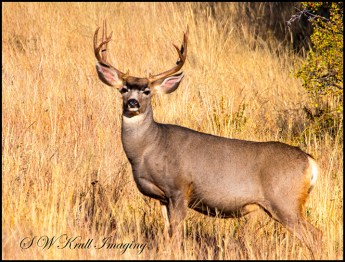 Buck Mule Deer Autumn