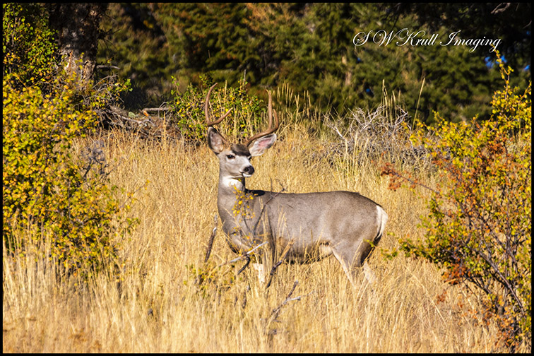 Buck Mule Deer Autumn