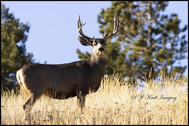 Sunrise Stag Club