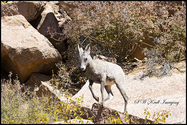 Autumn and the Bighorn Sheep