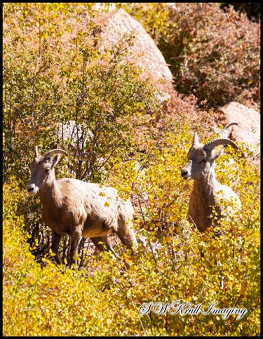 Autumn and the Bighorn Sheep