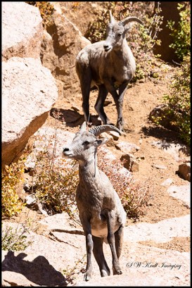 Autumn and the Bighorn Sheep