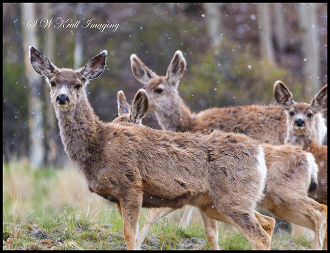 Mule Deer Herd on a Snowy Morning