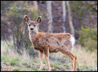 Mule Deer Herd on a Snowy Morning