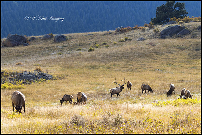 Elk Herd on a Beautiful Rocky Mountain Evening