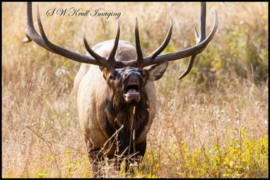 Elk Herd on a Beautiful Rocky Mountain Evening