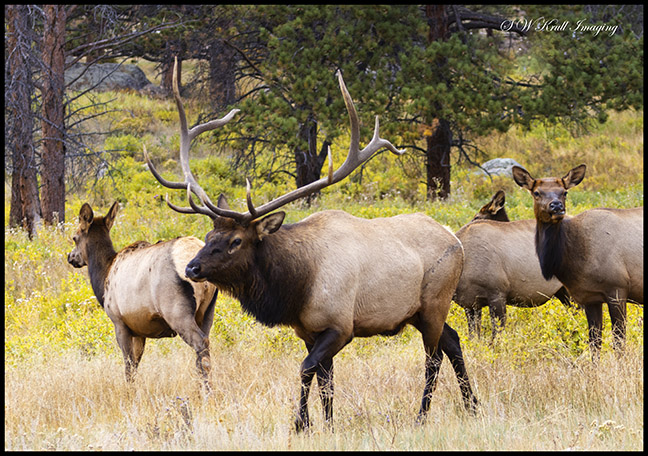 Elk Herd on a Beautiful Rocky Mountain Evening
