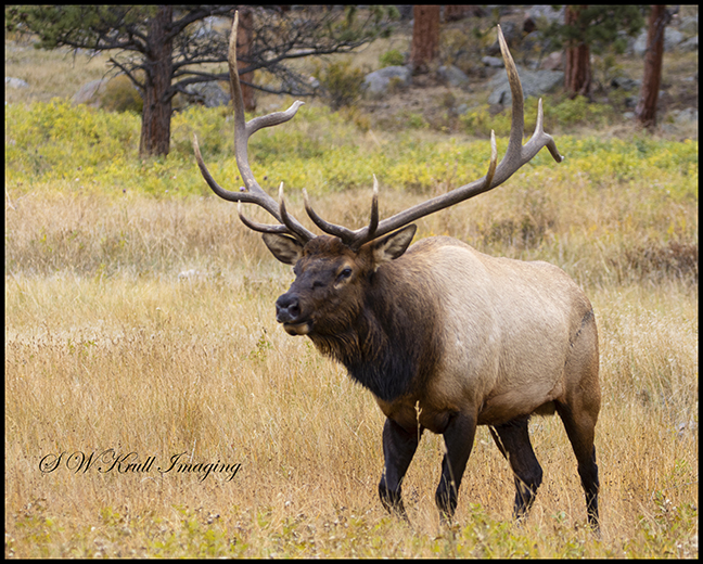 Majestic bull elk guarding his herd