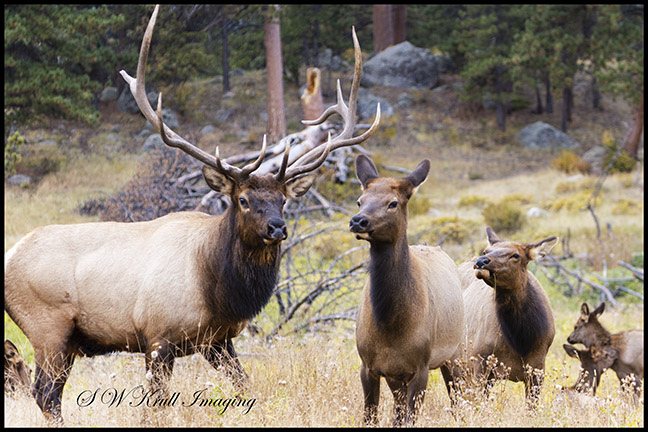 Elk Herd on a Beautiful Rocky Mountain Evening