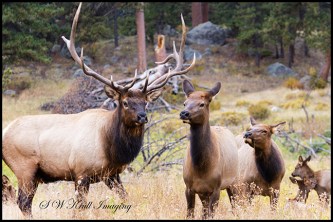 Elk Herd on a Beautiful Rocky Mountain Evening