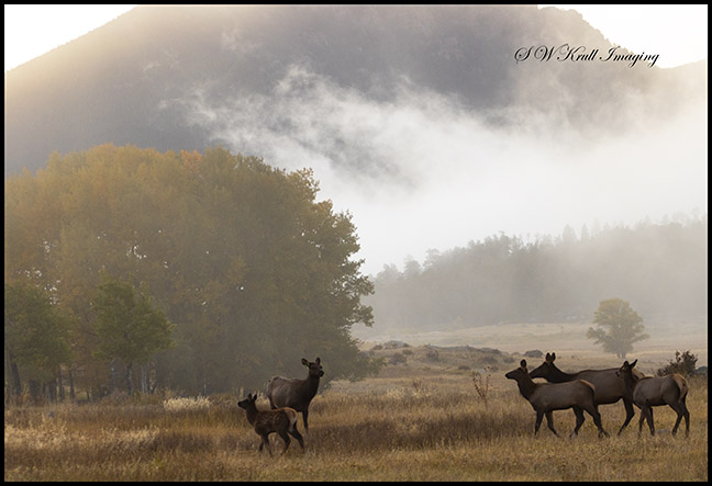 Elk Herd on a Beautiful Misty Rocky Mountain Morning