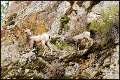 Bighorn Sheep In Waterton Canyon