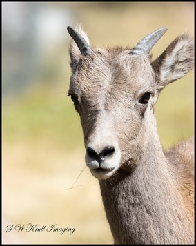 Bighorn Sheep In Waterton Canyon
