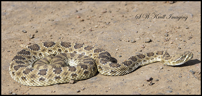 Rattle Snake in Waterton Canyon
