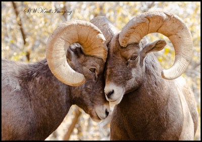 Bighorn Sheep In Waterton Canyon