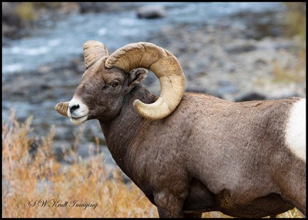 Bighorn Sheep In Waterton Canyon