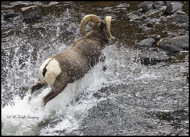 Bighorn Sheep In Waterton Canyon