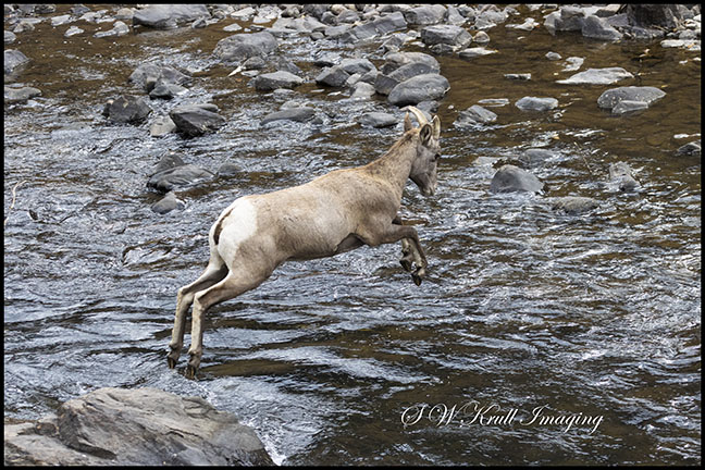 Bighorn Sheep In Waterton Canyon