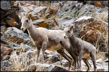 Bighorn Sheep In Waterton Canyon