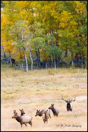 Elk Herd on a Beautiful Rocky Mountain Autumn Evening