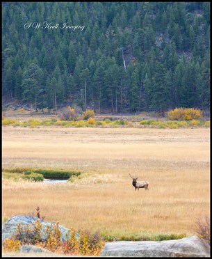 Lone Bull Elk