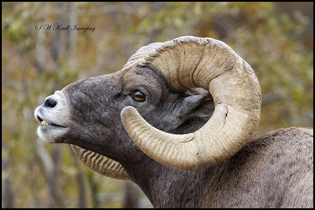 Bighorn Sheep In Autumn Colors