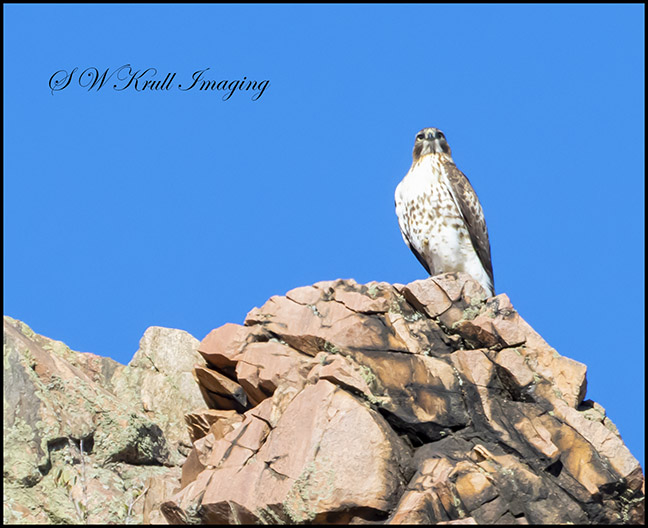 Red-taile Hawk in Waterton Canyon
