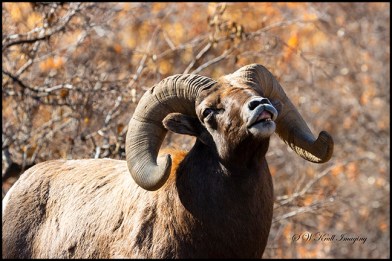 Bighorn Rut Season in Waterton Canyon