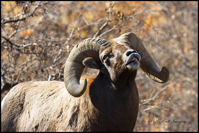 Bighorn Rut Season in Waterton Canyon