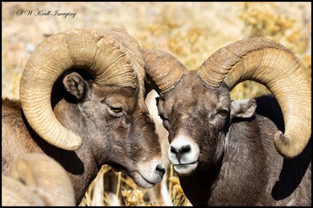 Bighorn Rut Season in Waterton Canyon